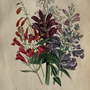 Jane Loudon, Plate 88 ("Foxglove"). The Ladies' Flower Garden… London, 1850