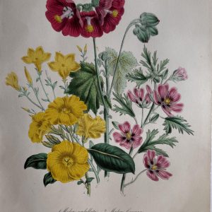 Jane Loudon, Plate 6 ("Mallow"). The Ladies' Flower Garden… London, 1850
