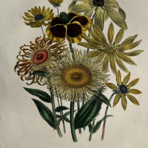 Jane Loudon. Plate 44 ("Rudbeckia"), The Ladies’ Flower Garden… London, 1850.