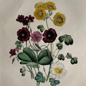 Jane Loudon, Plate 32 ("Wood Sorrel"). The Ladies' Flower Garden… London, 1850