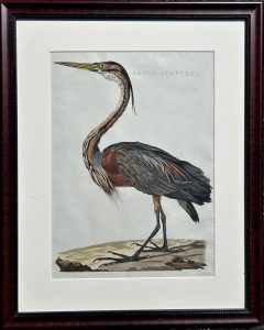 Large engraving of a Great Blue Heron
