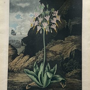 Robert John Thornton, “The American Cowslip” (Plate XXVII). The Temple of Flora. London 1801.