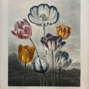 Robert John Thornton, “Tulips” (Plate X). The Temple of Flora. London 1801.