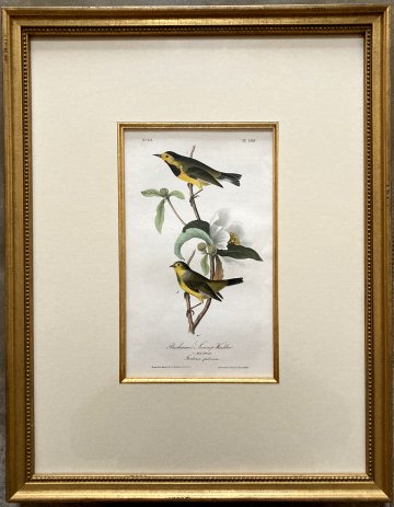 click for detailed image Bachman'sSwampWarbler.JPG