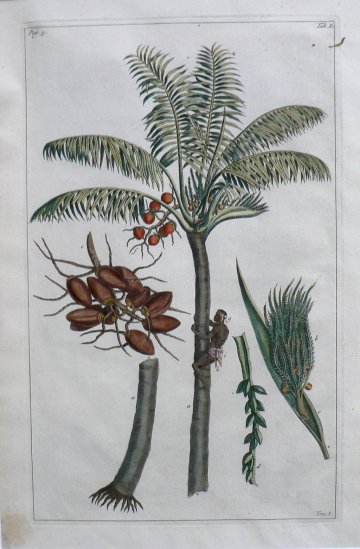 click for detailed image BuchozPalm1VLG.JPG