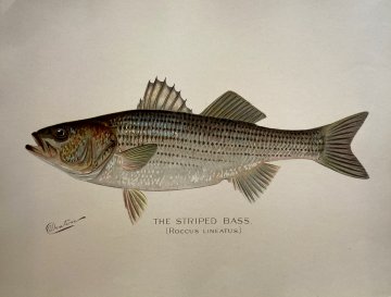 click for detailed image DentonStripedBass.jpg