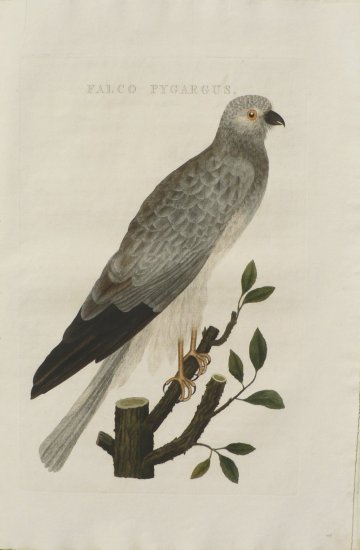 click for detailed image NozemanFalconVLG.JPG