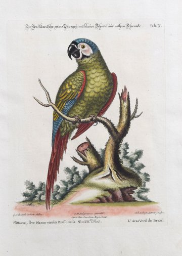 click for detailed image SeligmannParrot.JPG