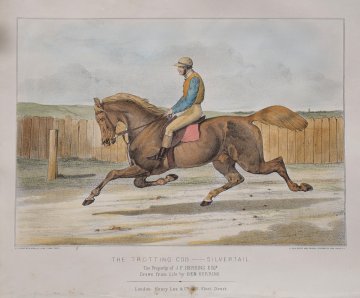 click for detailed image TrottingCobb.JPG