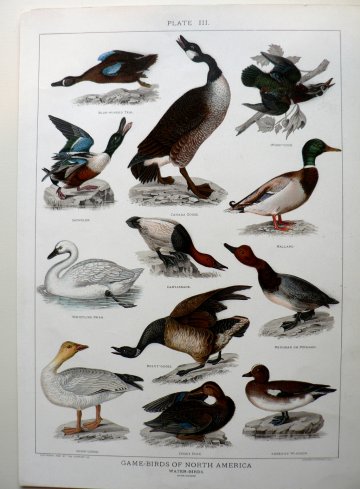 click for detailed image Waterbirds.JPG