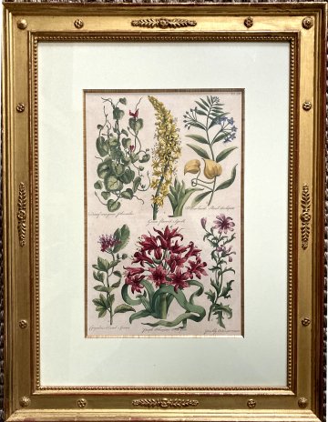 Hill botanical goldleaf frame