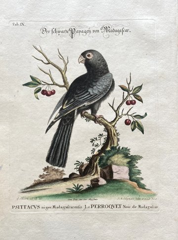 Seligmann parrot