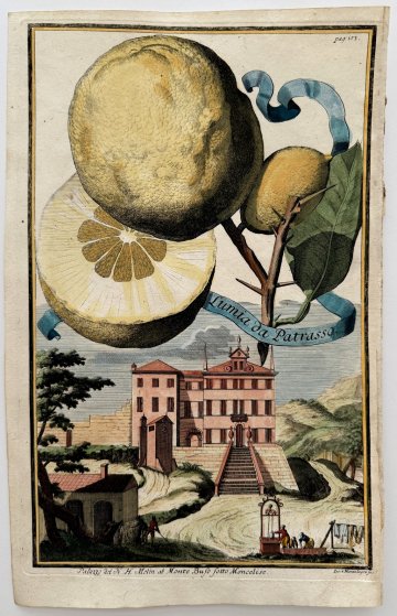 Volkammer lemon