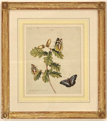 English Moths and Butterflies