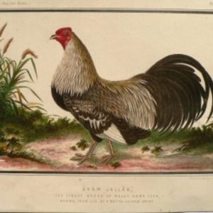 Fine Antique Prints Cassell Chinese Game Cock