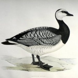 Fine Antique Prints Morris Barnacle Goose
