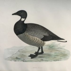 Fine Antique Prints Morris Brent Goose
