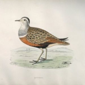 Fine Antique Prints Morris Dotterel