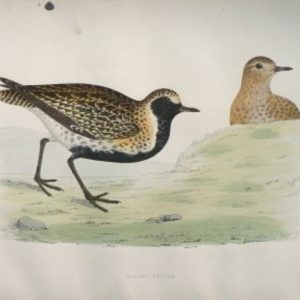 Fine Antique Prints Morris Golden Plover