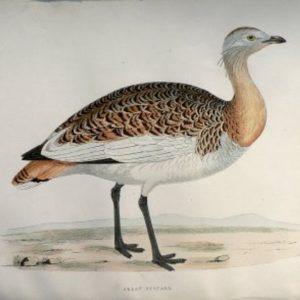 Fine Antique Prints Morris Great Bustard