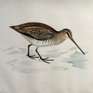 Fine Antique Prints Morris Snipel