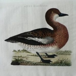 Fine Antique Prints Nozeman Anasdim