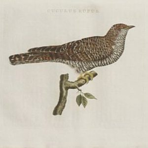 Fine Antique Prints Nozeman Cuckoo