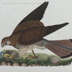 Fine Antique Prints Nozeman Falcon