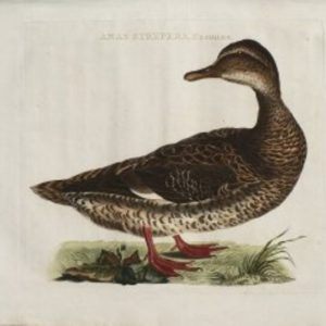 Fine Antique Prints Nozeman Gadwallf