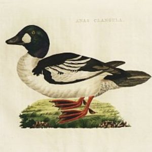 Fine Antique Prints Nozeman Goldeneye