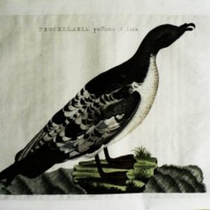 Fine Antique Prints Nozeman Procellaris