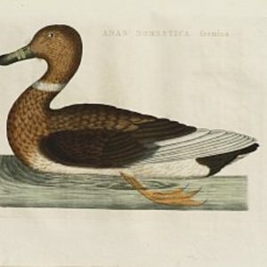 Fine Antique Prints Nozeman domestic af