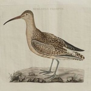 Fine Antique Prints Nozeman phalarope