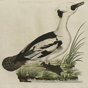 Fine Antique Prints Nozeman smew