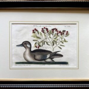 Fine Antique Prints Seligmann Catesby CXVI