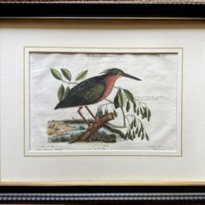 Fine Antique Prints Seligmann Catesby LX