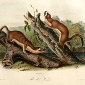 Fine Antique Prints audubon octavos bridled