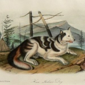 Fine Antique Prints audubon octavos indian