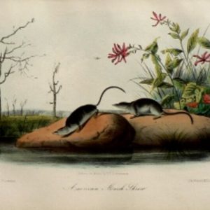Fine Antique Prints audubon octavos marsh shrew