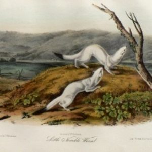 Fine Antique Prints audubon octavos nimble