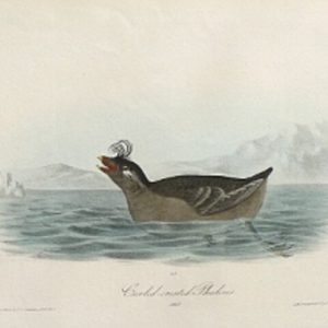 Fine Antique Prints audubon octavos phaleris