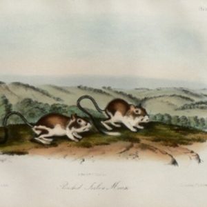 Fine Antique Prints audubon octavos pouched