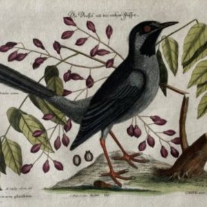 Seligman Red Leg Thrush