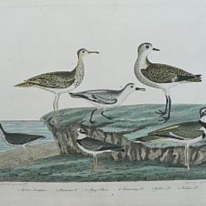 Wilsons and Piperplover lg