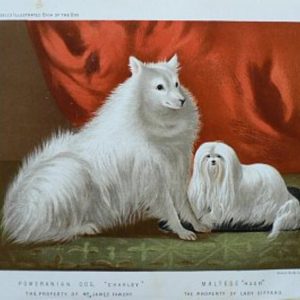 Fine Antique Prints cassells dog maltese