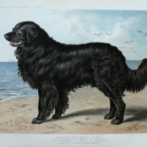 Fine Antique Prints cassells dog newfoundland