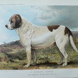 Fine Antique Prints cassells dogs abbess