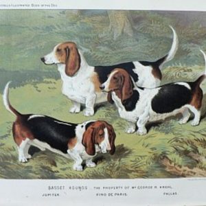 Fine Antique Prints cassells dogs bassett