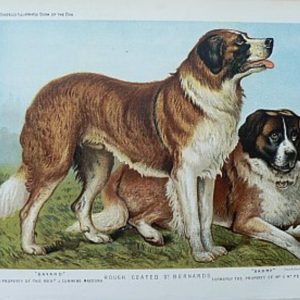 Fine Antique Prints cassells dogs bernard