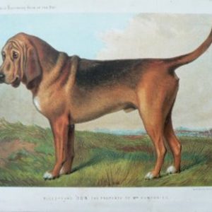 Fine Antique Prints cassells dogs blood